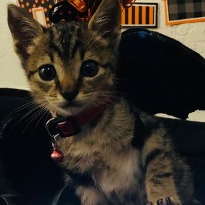 Meet your Posher, Priscila